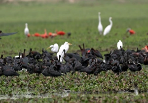 Images Dated 23rd April 2004: Glossy Ibis
