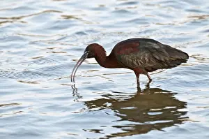 Lesvos Prints: Glossy Ibis - feeding in shallow water - Lesvos