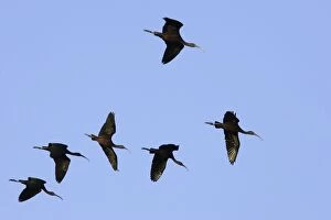 Images Dated 18th February 2005: Glossy Ibis - in flight. Coro Peninsula - Venezuela