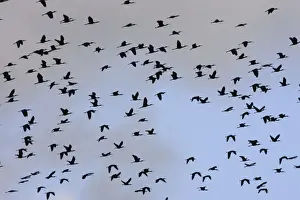 Glossy Ibis - flock in flight. Coro Peninsula - Venezuela