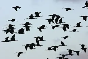Glossy Ibis - flock in flight. Coro Peninsula - Venezuela