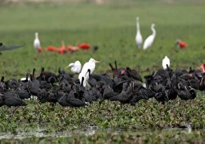 Glossy Ibis - group