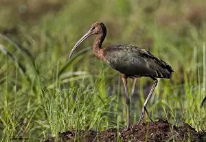 Glossy Ibis Patchy distribution across much of Australia where there are freshwater wetlands. More common in the north. At a flooded grassy area near Mt Barnett, Gibb River Road, Kimberley, Western Australia