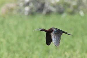 Glossy Ibis - single adult in flight