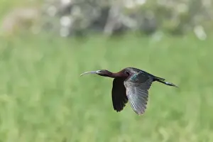 Glossy Ibis - single adult in flight - Southern Spain