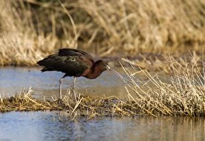 Images Dated 19th April 2007: Glossy Ibis - standing amongst vegitation on the waters edge, April. Cyprus