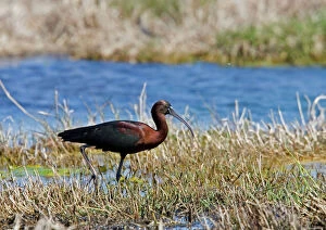Images Dated 19th April 2007: Glossy Ibis -standing amongst vegitation on the waters edge, April. Cyprus