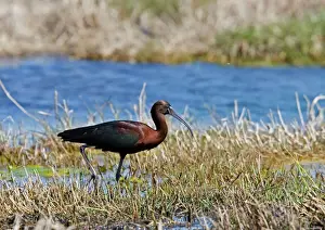Mediterranean Prints: Glossy Ibis -standing amongst vegitation on the waters edge, April. Cyprus