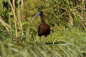 Images Dated 12th June 2008: Glossy Ibis - standing amongst vegitation on the waters edge - June - Danube Delta - Romania