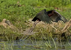 Glossy Ibis - taking off from waters edge, June, Danube Delta, Romani