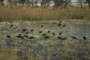 Glossy Ibises feeding in a shallow wetland