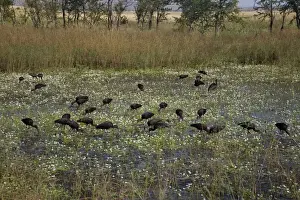 Ibises Prints: Glossy Ibises feeding in a shallow wetland A cosmopolitan species