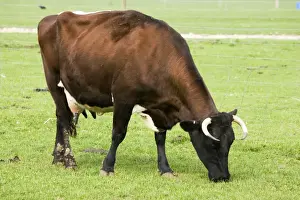 Gloucester Prints: Gloucester Cattle - cow grazing