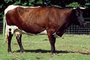 Images Dated 11th February 2009: Gloucester Cattle - female