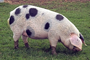 Images Dated 24th October 2008: Gloucester Old Spot Pig