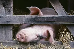 Gloucester Old Spot Pig