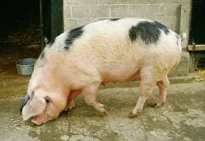 Gloucester Old Spot Pig JD 1761 © John Daniels / ARDEA LONDON