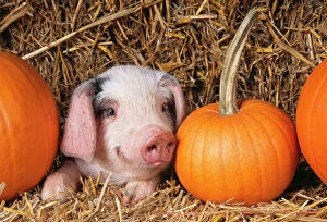 Farm Animals Collection: Gloucester Old Spot Pig Piglet with pumpkins