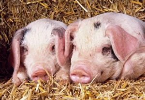 Nose Collection: Gloucester Old Spot Pig - piglets