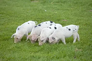 Gloucester Prints: Four Gloucester Old Spot piglets - Cotswold Farm Park - Temple Guiting Glos UK