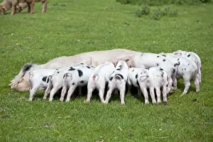 Gloucester Prints: Gloucester old spot sow and suckling piglets - Cotswold Farm Park - Temple Guiting Glos UK