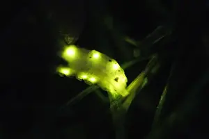 Glow Worm - female glowing at night, Lower Saxony, Germany