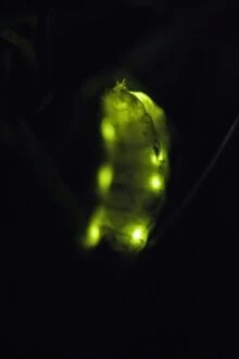 Glow Worm - female glowing at night