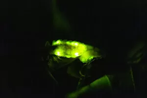 Bioluminescence Gallery: Glow Worm, female glowing at night, Hessen, Germany