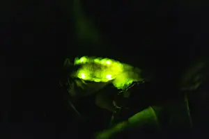 English Prints: Glow Worm, female glowing at night, Hessen, Germany