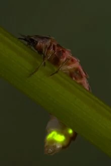 Images Dated 19th June 2005: Glow Worm / Firefly - Female