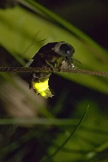Worm Gallery: Glow Worm - Firefly - Female on grass in the night