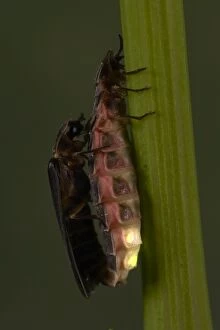Images Dated 18th June 2005: Glow Worm / Firefly - pair mating