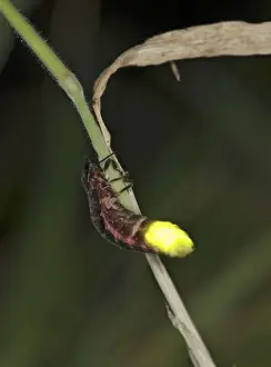 Glow-worm - glowing Bedfordshire UK 006048