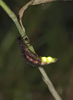 Glowing Prints: Glow-worm - glowing Bedfordshire UK 006051