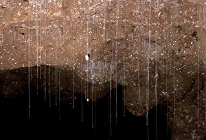 Images Dated 22nd December 2008: Glow Worms - Suspended from cave roof with sticky silken threads to snare food, Waitomo Caves