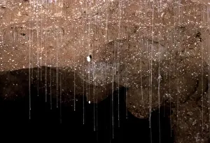 Underground Prints: Glow Worms - Suspended from cave roof with sticky silken threads to snare food