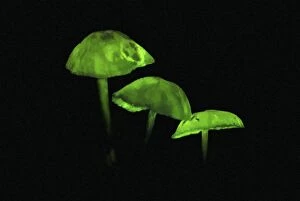Images Dated 3rd April 2005: Glowing Mushrooms - Kanga Mt. - Tanzania - Africa