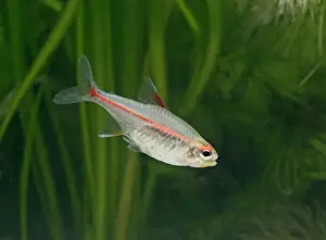 Transparent Prints: Glowlight tetra – side view, tropical freshwater Guyana 002867