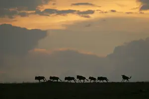 Gnu / Wildebeest - herd