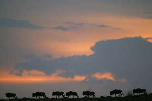 WILDEBEEST - migrating