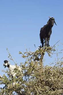 Anti Gallery: Goat - in Argan trees (Argania spinosa) at
