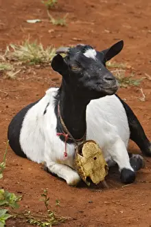 Ethiopia Prints: Goat - Carries a turtle cloche around neck