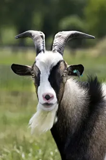 Beards Prints: Goat - close-up head in meadow