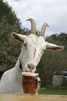 Images Dated 17th April 2006: Goat drinking beer