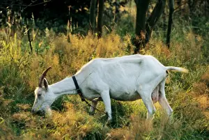 Grazing Prints: Goat - eating grass in sun