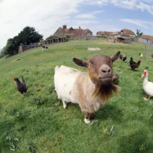 Beards Prints: Goat - on farm