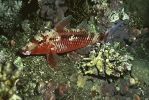 Images Dated 3rd September 2009: Goat Fish - sleeping - Indo pacific - Papa New Guinea