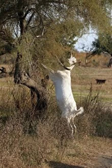 Images Dated 24th November 2004: Goat - on hind legs grazing. Camargue - France