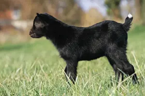 Goat Kid