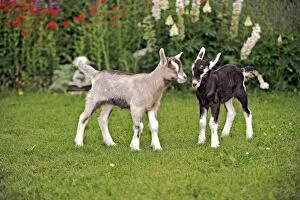 Images Dated 15th July 2010: Goat Kids - two a few days old playing together by flower